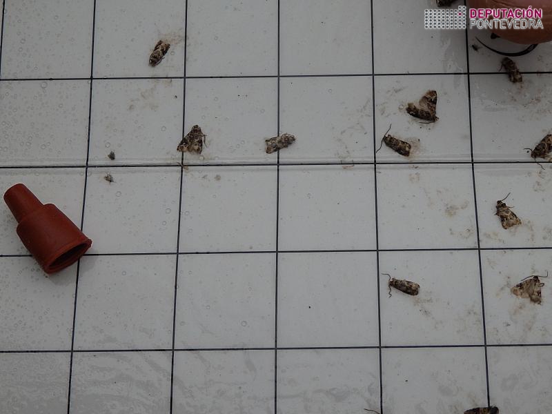 Polilla del Racimo - Grapevine moth - Couza do acio >> Capturas de Lobesia a primeiros de campaÃ±a.jpg